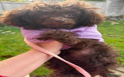 Toy Poodle dogs for sale: Asian toy poodle - Image 3