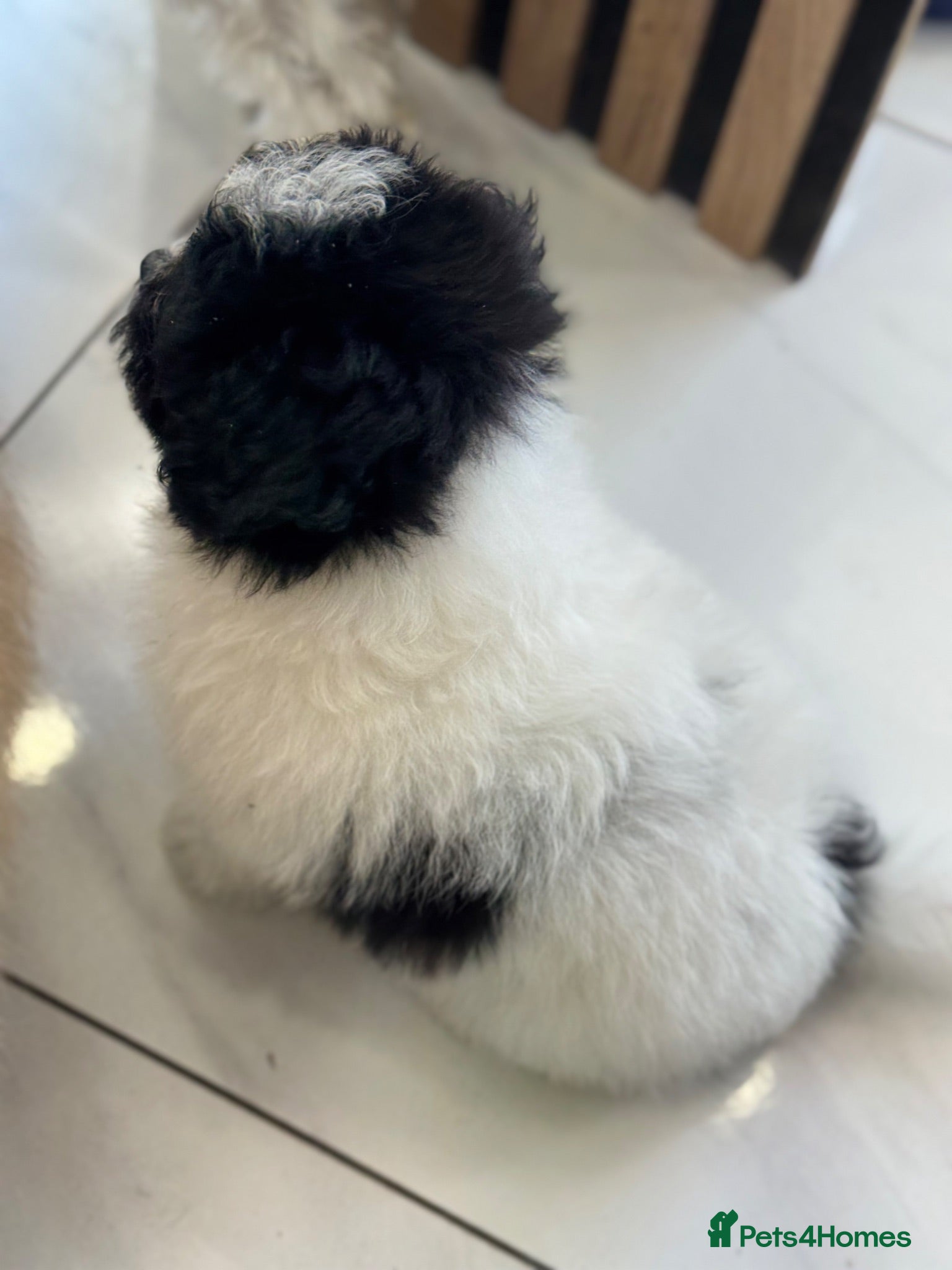 Mixed Breed dogs Miniature Pomapoo - Advert 2