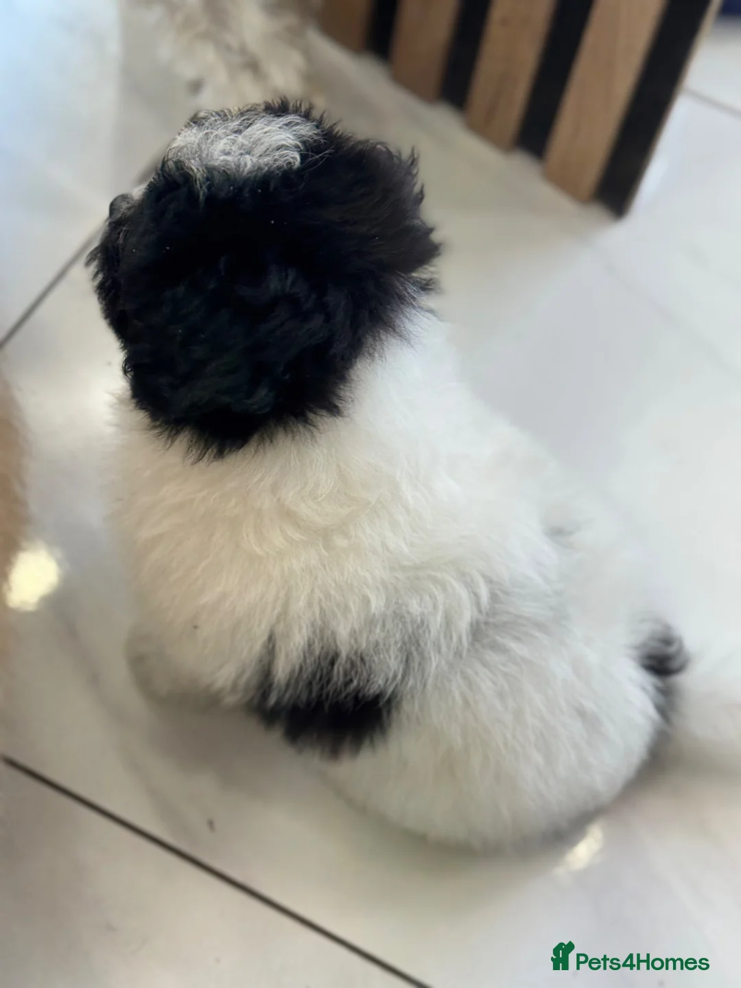 Mixed Breed dogs for sale: Miniature Pomapoo in York - Advert 2
