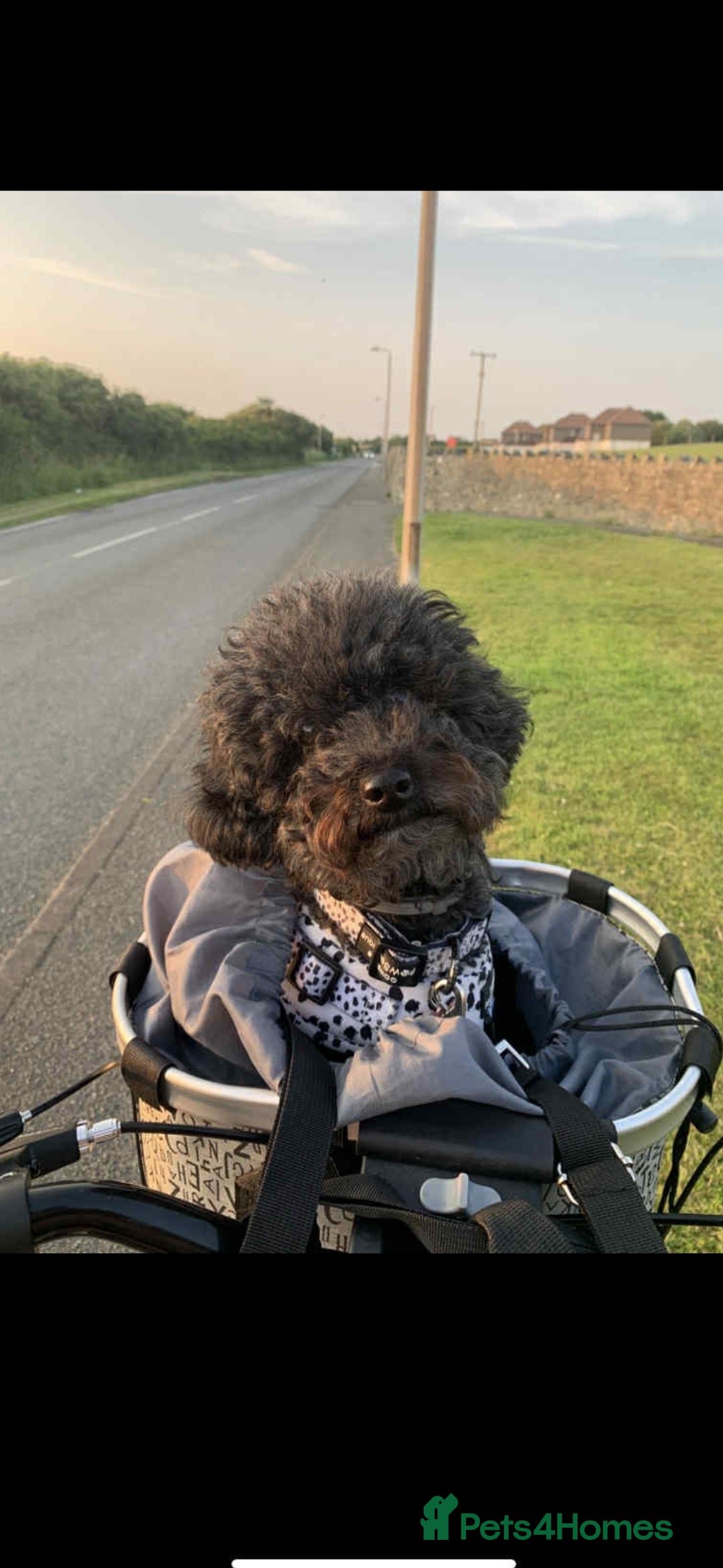 Toy Poodle dogs for sale: Toy poodle  - Image 3