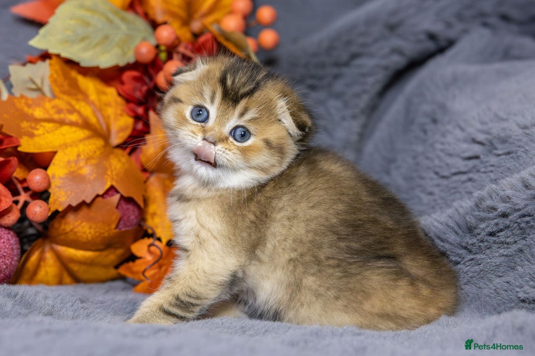 Scottish Fold cats for sale: Premium Rare Black Gold Scottish Fold Kittens - Advert 8