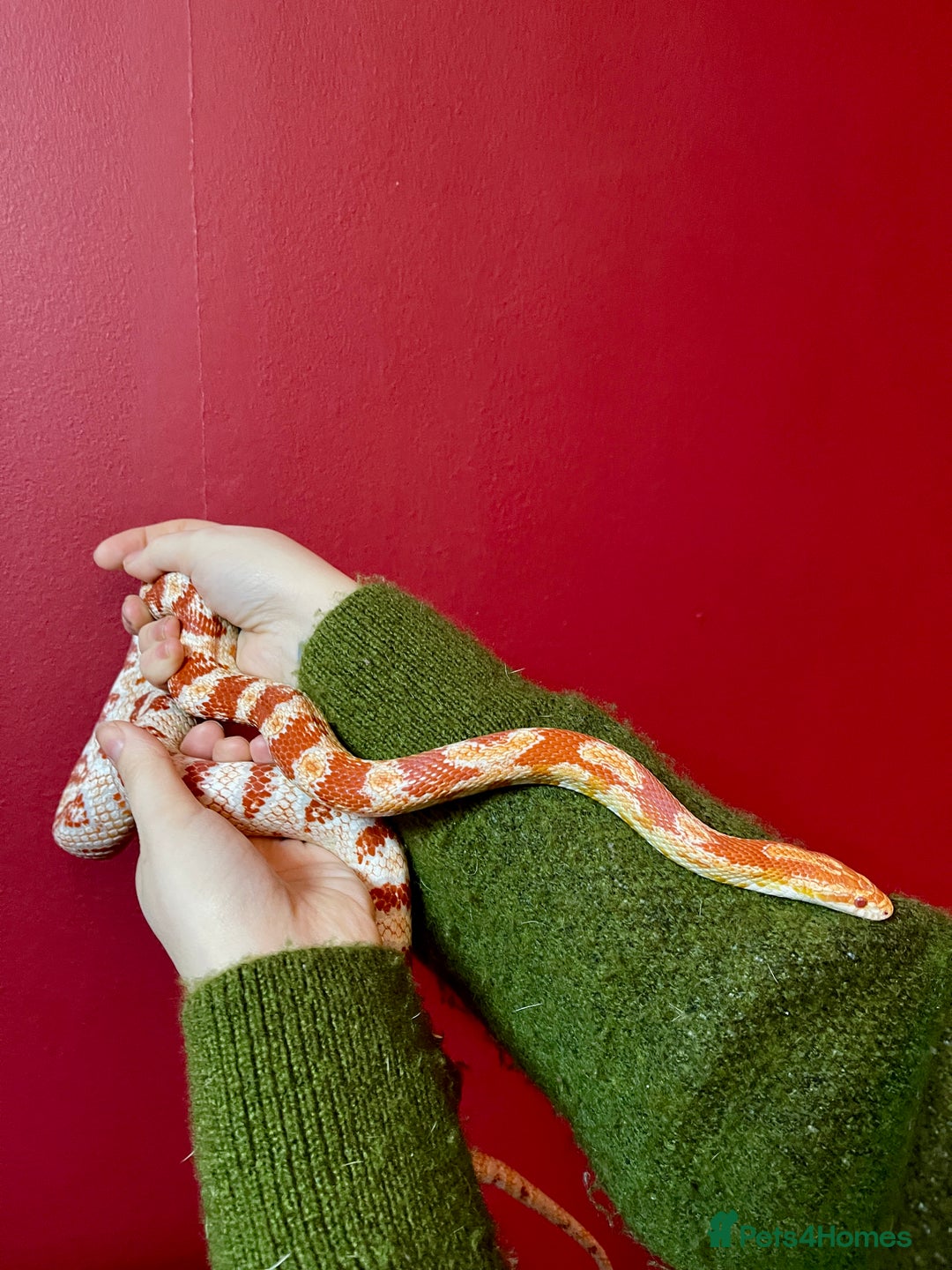 Corn Snake reptiles for sale: Beautiful two year old corn snake for sale  - Advert 6