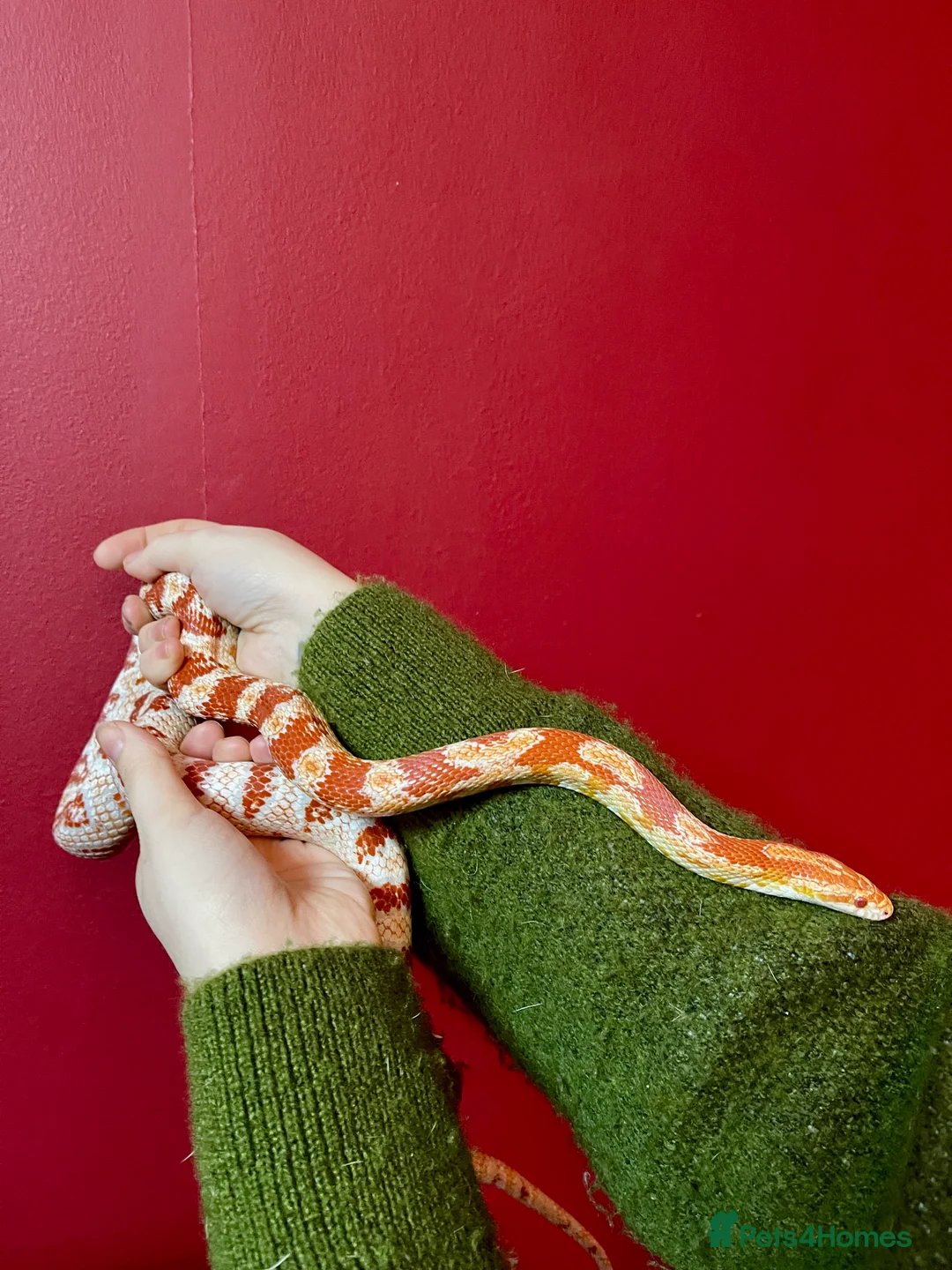 Corn Snake reptiles for sale: Beautiful two year old corn snake for sale  - Advert 6