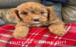 Cockapoo dogs for sale: F1 Cockapoo Puppies - Image 2
