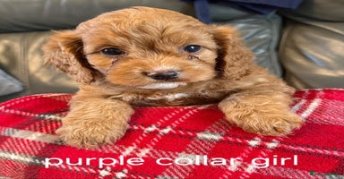 Cockapoo dogs - Advert 10