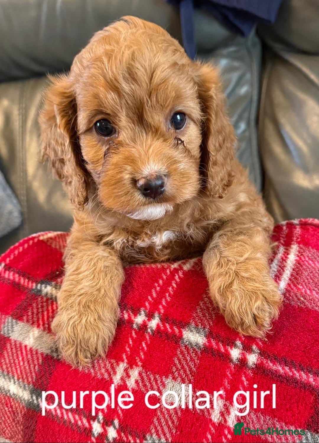 Cockapoo dogs for sale: F1 Cockapoo Puppies - Image 2