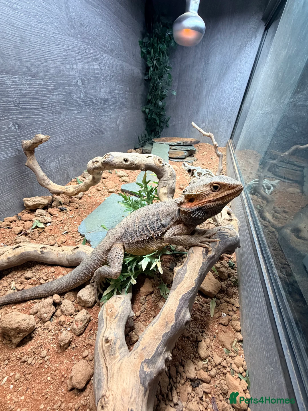 Bearded Dragon reptiles for sale: Bearded dragon  - Advert 2