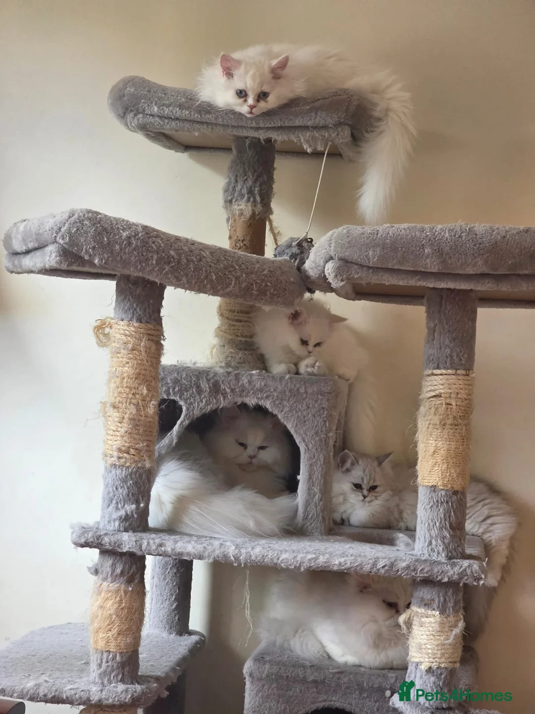 Persian cats for sale: Persian angels, 4 girls, one boy in Northwood - Advert 2