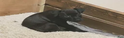 Patterdale Terrier dogs for sale: Patterdale Puppies - 5 Beautiful Bitches - Advert 25
