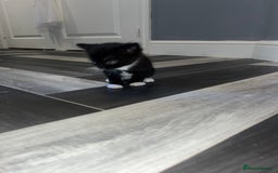 Russian Blue cats for sale: 4 beautiful Russian blue mix  - Image 3