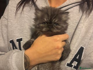 Persian cats Persian kitten - Advert 3