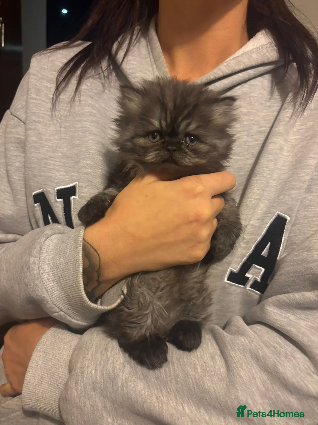 Persian cats for sale: Persian kitten  - Advert 1