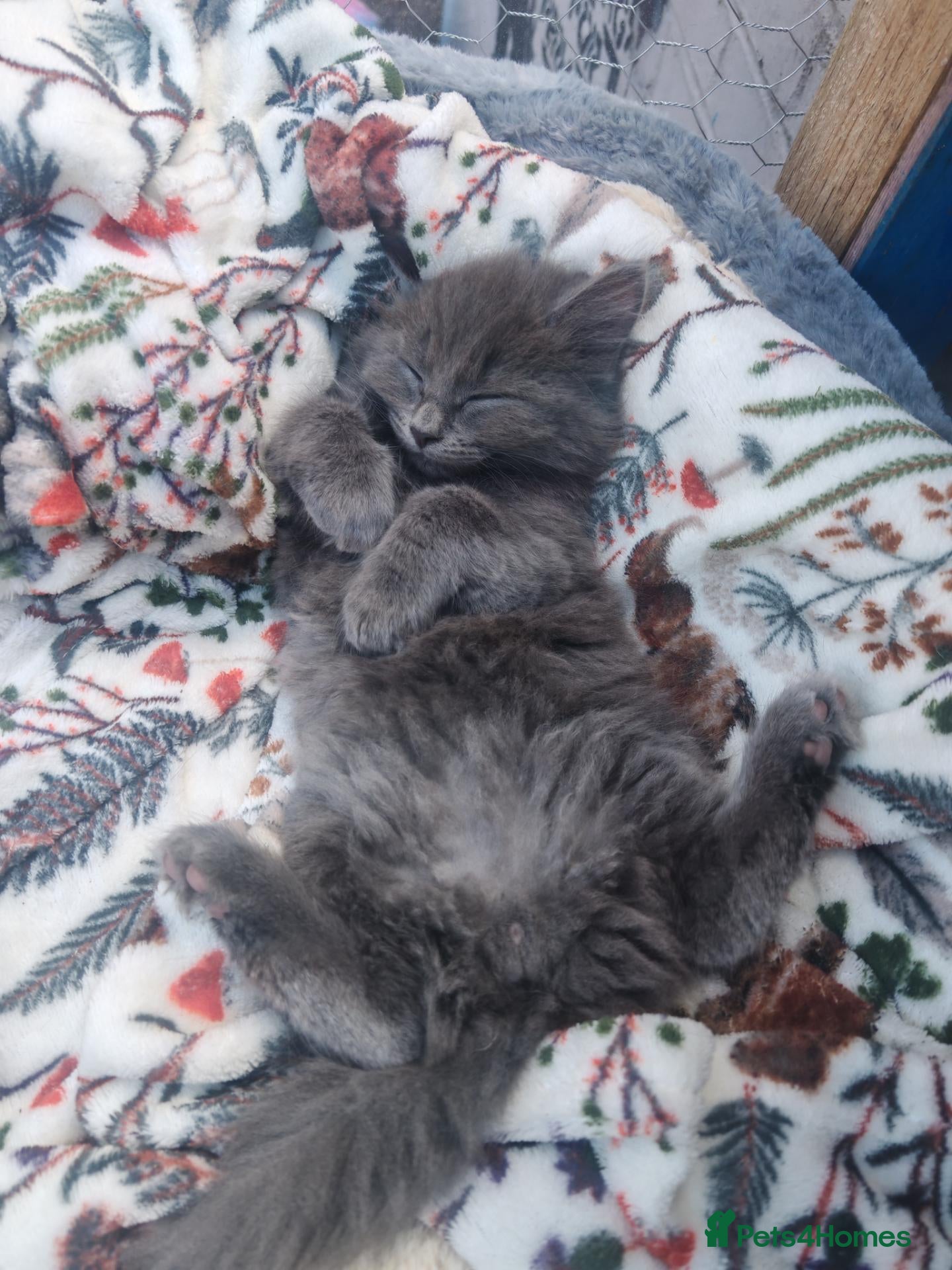 Mixed Breed cats Grey fluffy boy  - Advert 5