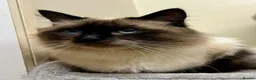 Ragdoll cats for sale: Beautiful seal point male  - Advert 3