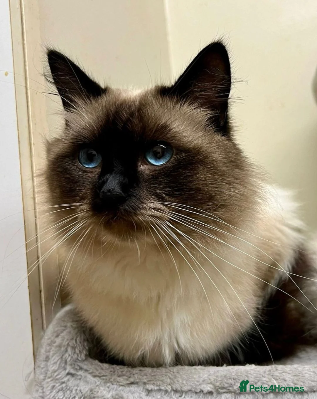 Ragdoll cats for sale: Beautiful seal point male  - Advert 3