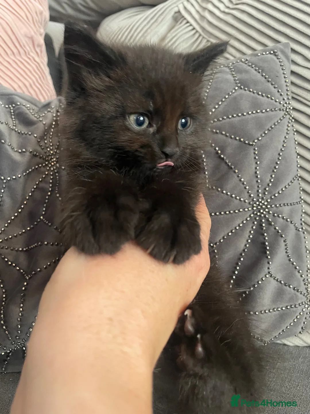 Mixed Breed cats for sale: Beautiful Black Male Kitten  in Banff - Advert 1