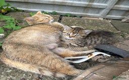 Mixed Breed cats for sale: Beautiful kittens in Leicester - Image 18