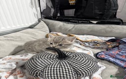 Ragdoll cats for sale: Ragdoll x main coon x British shorthair mix  - Image 22