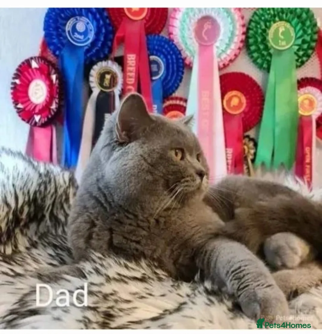 British Shorthair cats for sale: Ready Now 💙British ShortHair kitten GCCF  - Advert 6