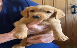 Cockapoo dogs for sale: Labrador x cockapoo ONE BOY LEFT READY NOW - Image 2