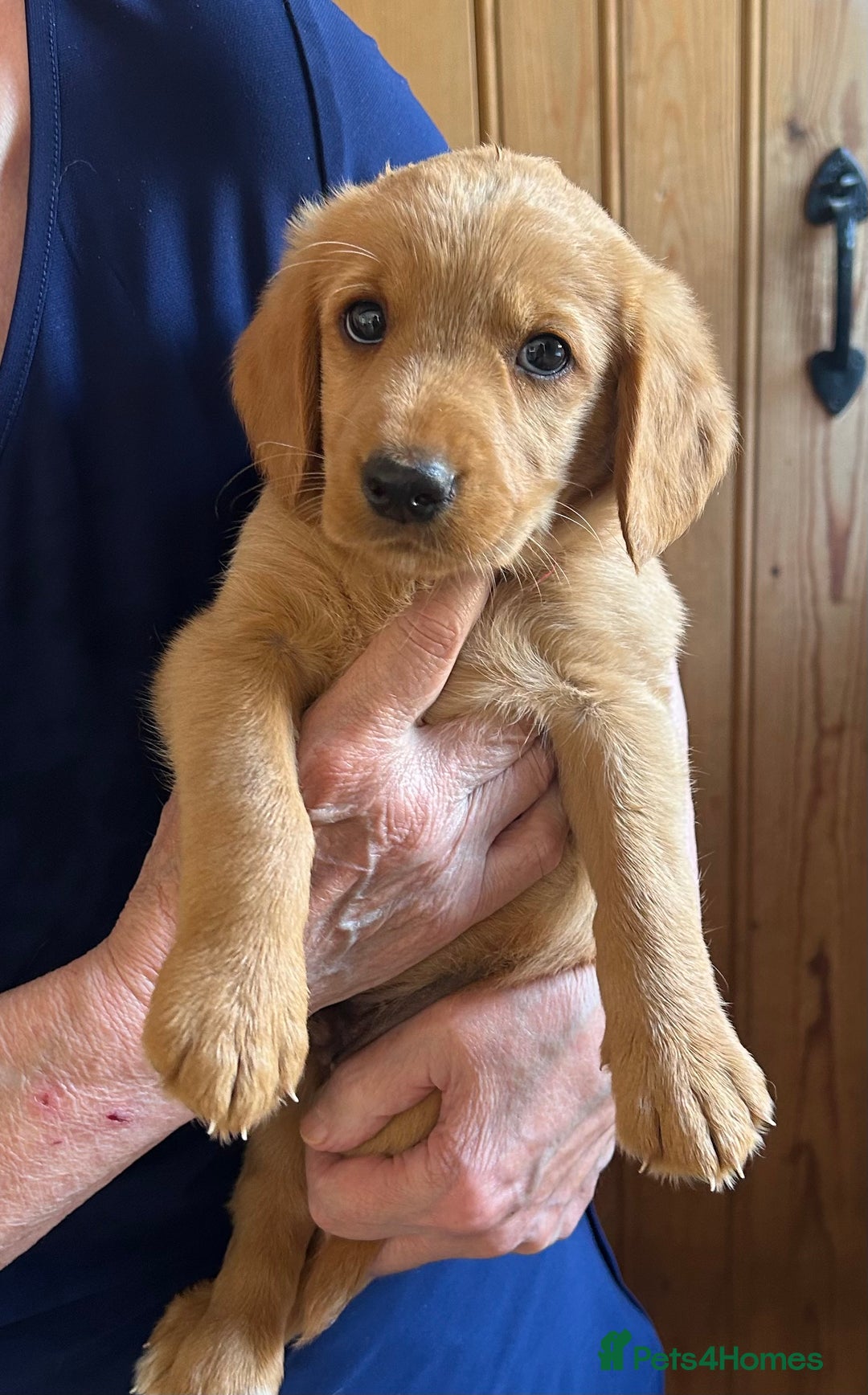 Cockapoo dogs for sale: Labrador x cockapoo ONE BOY LEFT READY NOW - Image 2