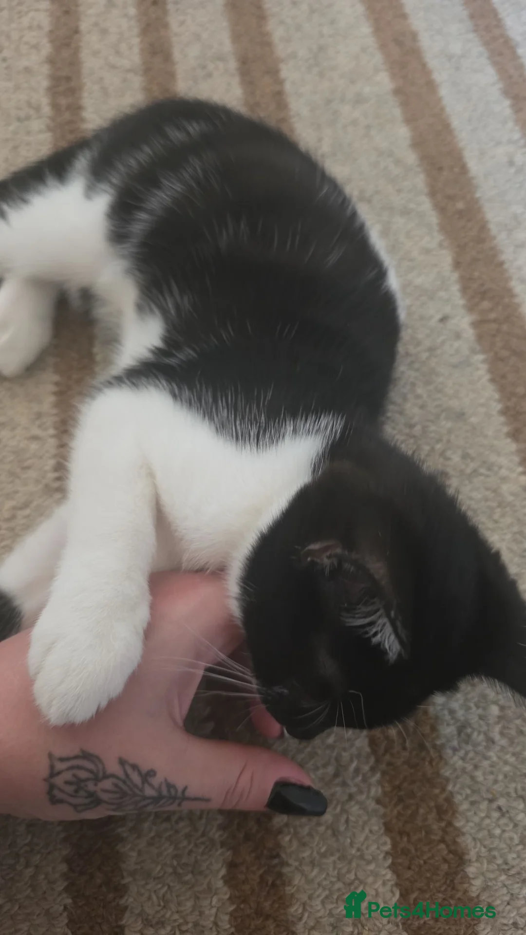Mixed Breed cats for sale: Free kitten - Advert 2
