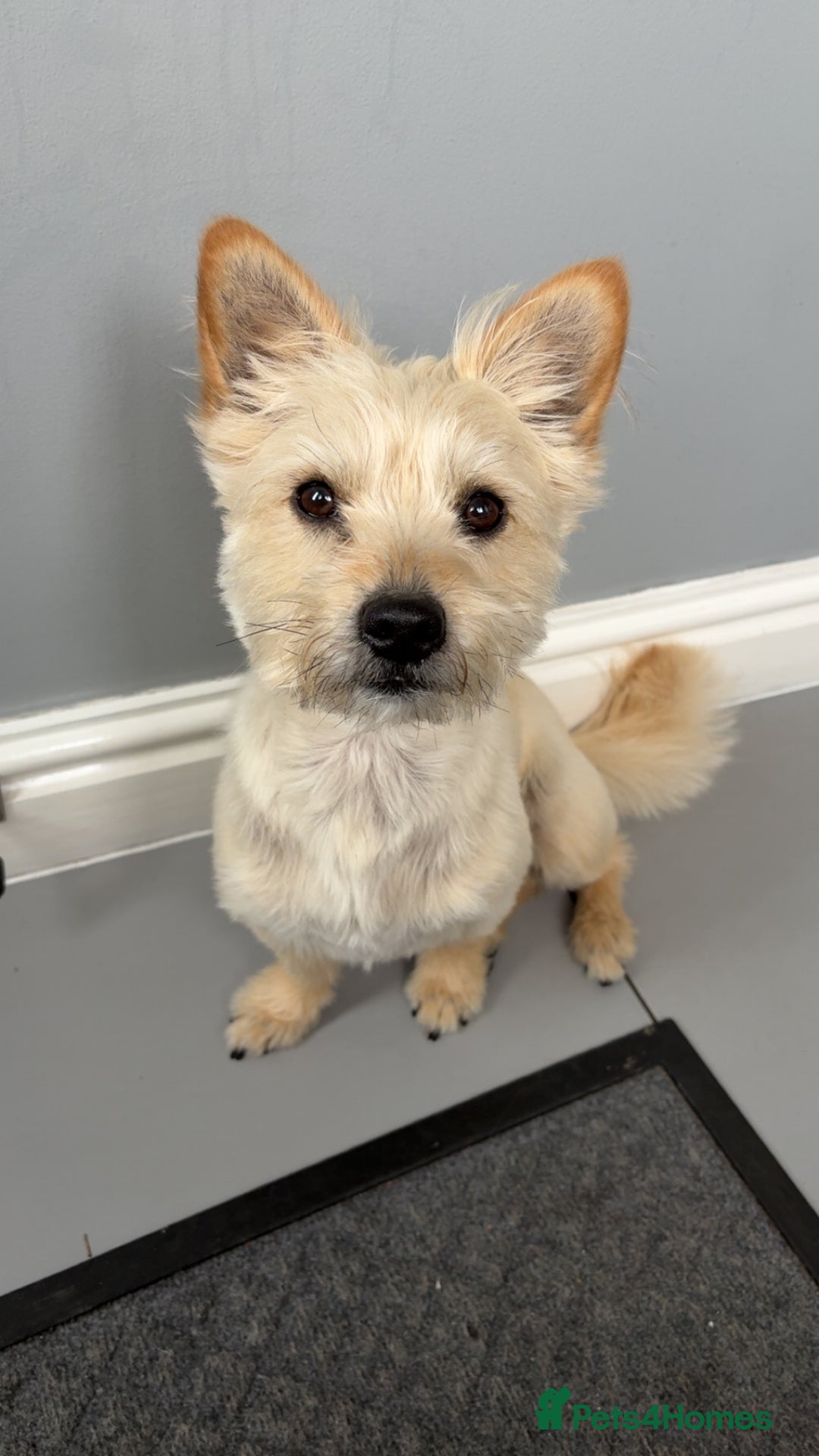 Mixed Breed dogs for sale: Yorkie x Pomeranian, looking for his forever home - Advert 5