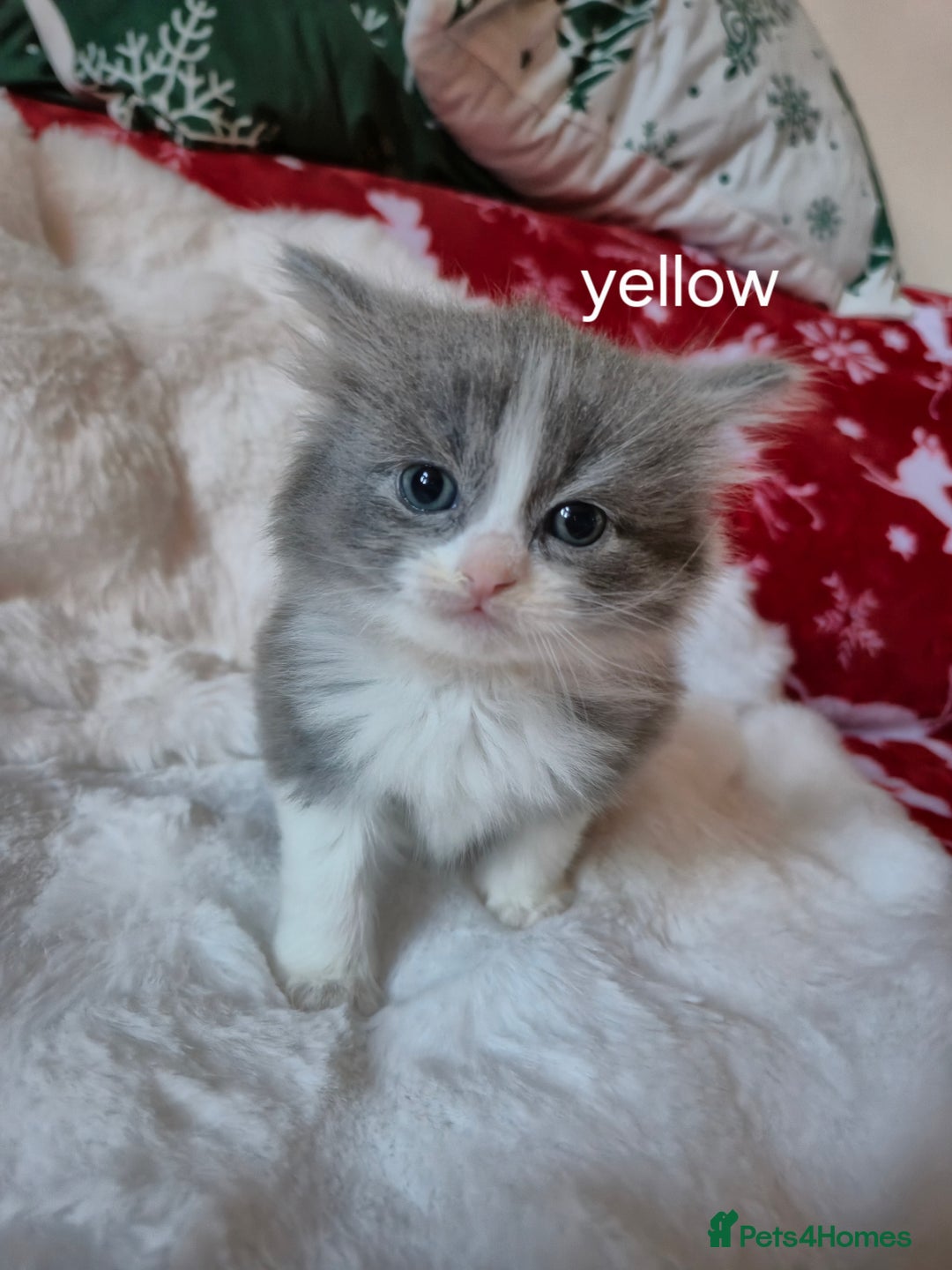Mixed Breed cats for sale: Ragdoll x - Advert 4