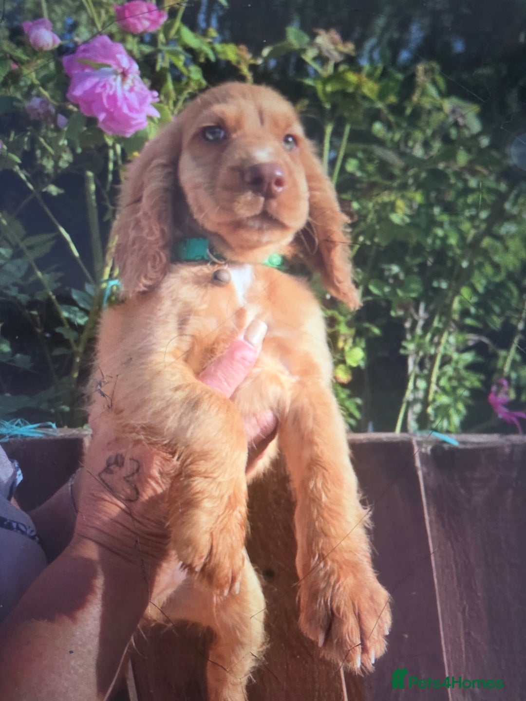 Cocker Spaniel dogs for sale: Cocker spaniel puppy's for sale  - Image 5