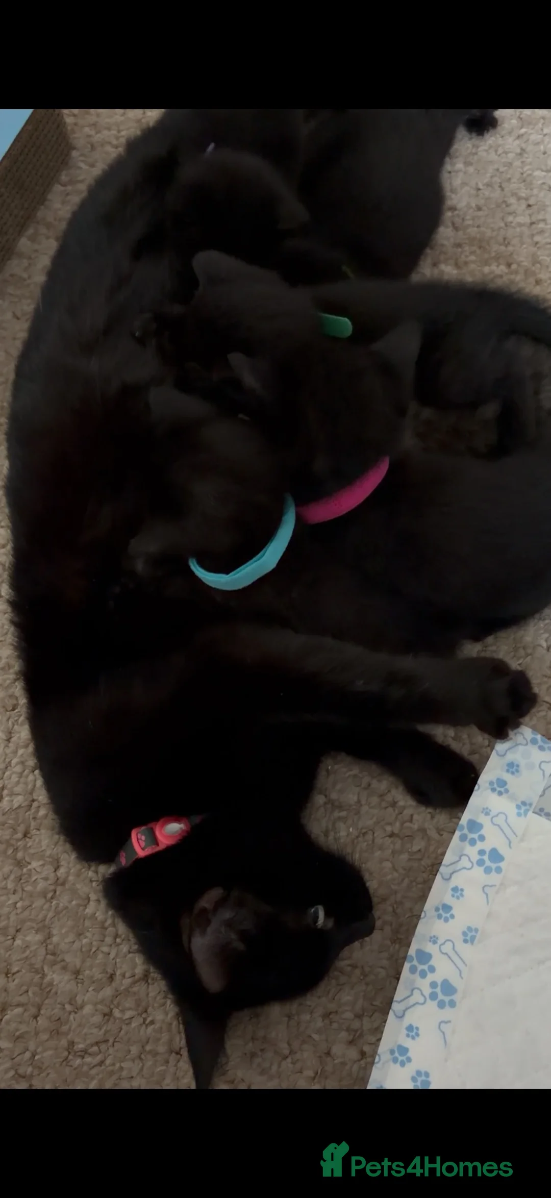 British Shorthair cats for sale: 6 kittens  in West Bromwich - Advert 2