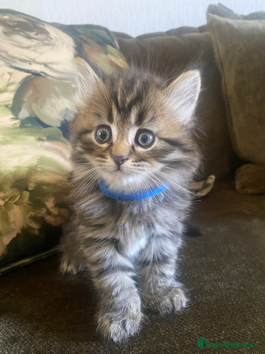 Bengal cats for sale: ‼️ RESERVED  ‼️Bengal x Persian  - Image 21