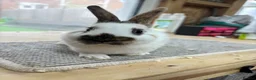 Mini Lop rabbits for sale: BRC rung and vaccinated Baby rabbits  - Advert 8