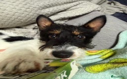 Jack Russell dogs for sale: Maxie Moo - Advert 5