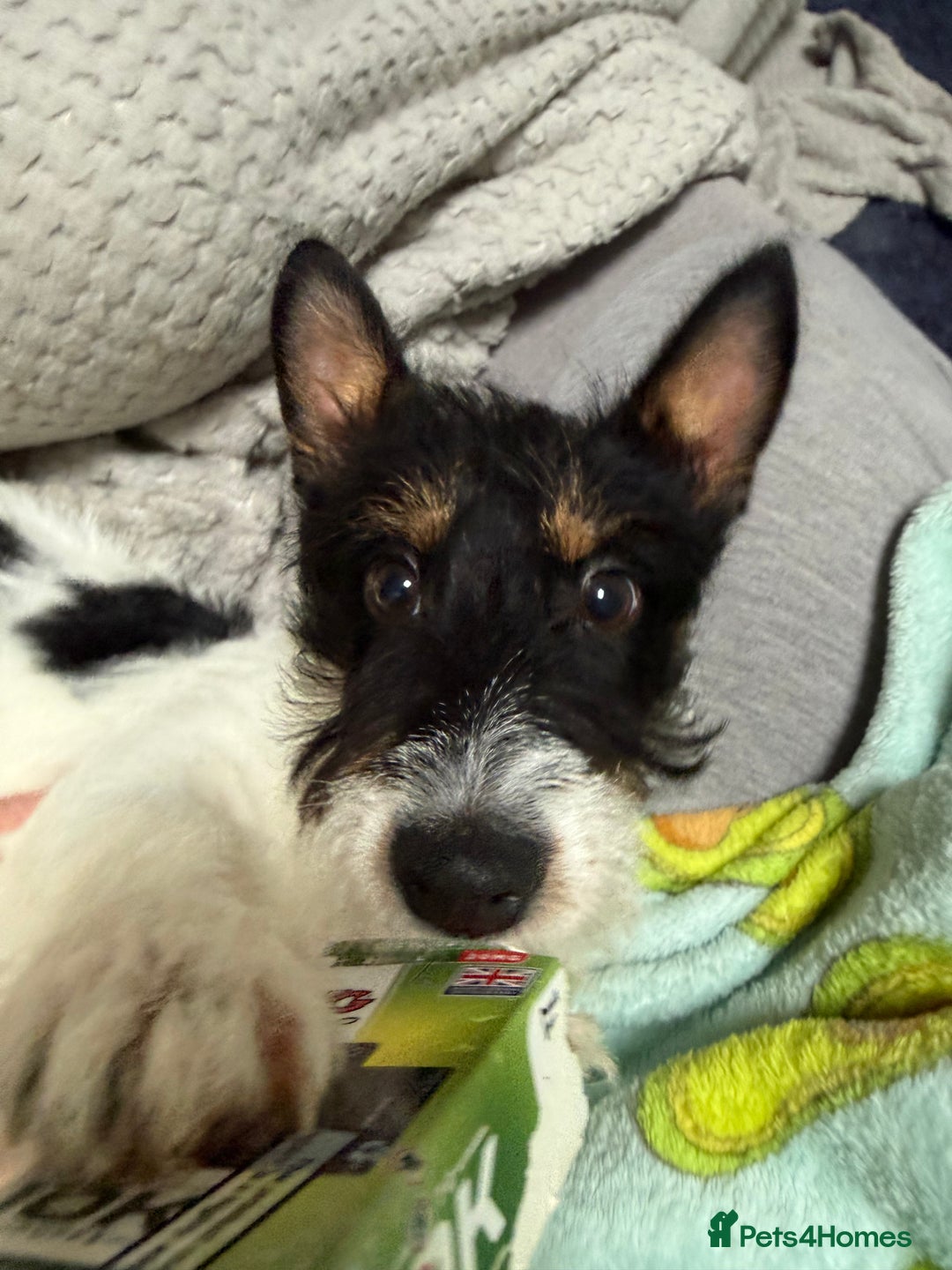 Jack Russell dogs for sale: Maxie Moo - Advert 5