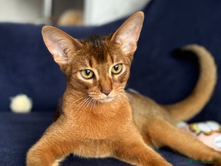 Abyssinian cats - Advert 1