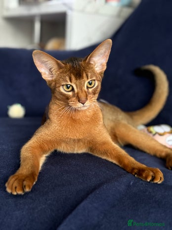 Abyssinian cats - Advert 1