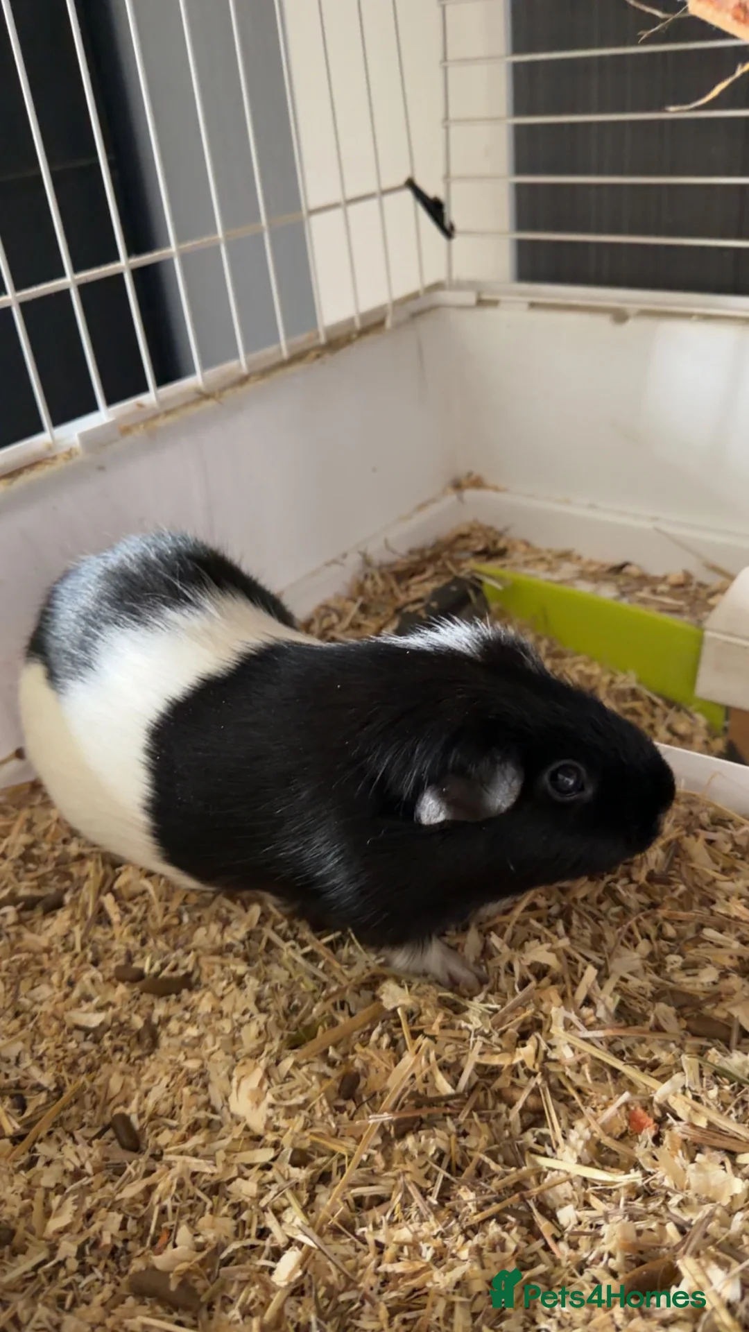 Guinea Pig rodents for sale: 2 lovely guidea pigs to go to a good home in Leeds - Advert 2
