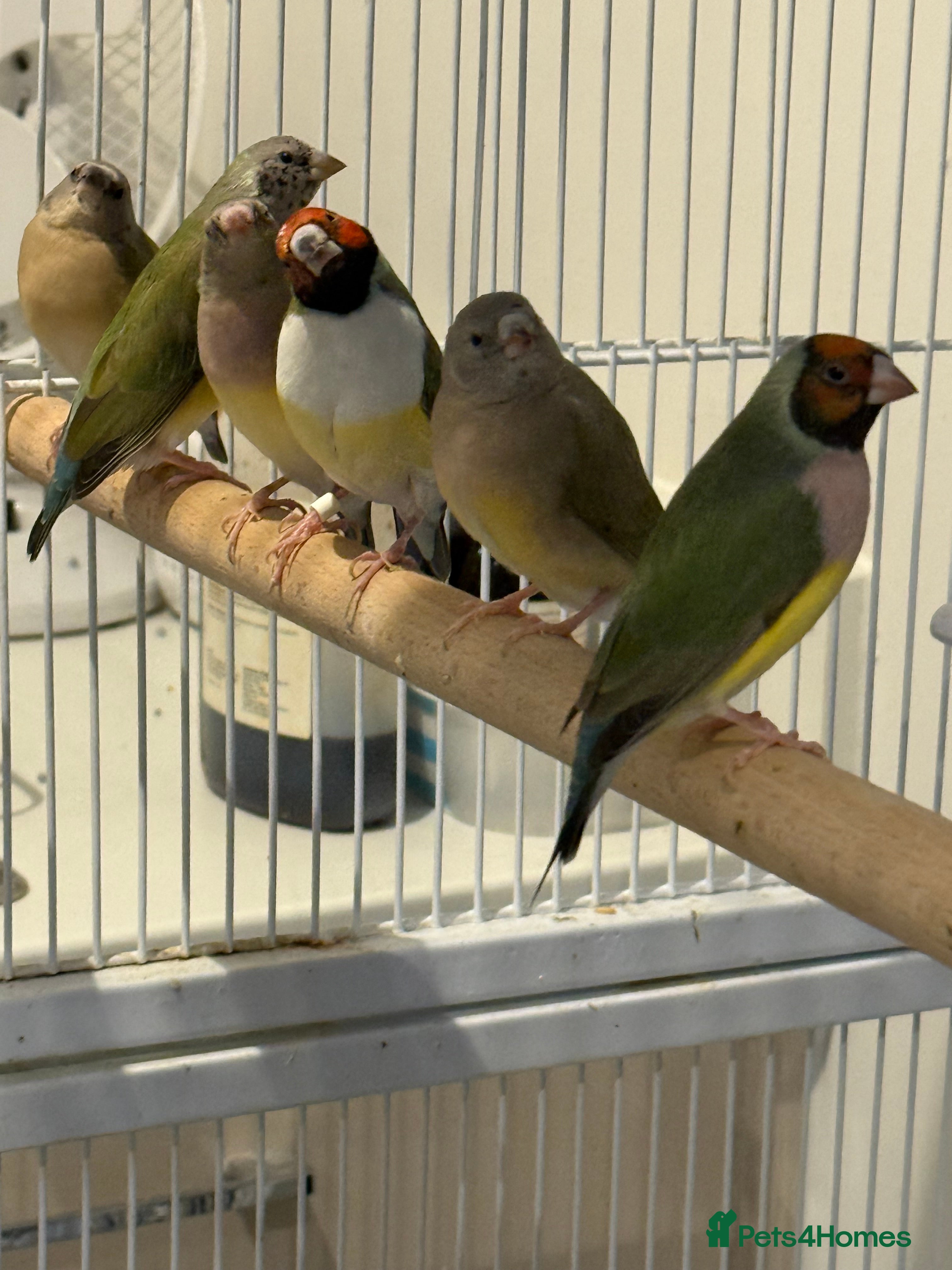 Finches birds gouildan finches available Runcorn  - Advert 5