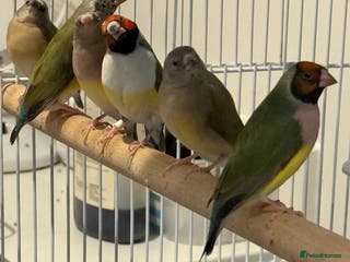 Finches birds gouildan finches available Runcorn - Advert 4