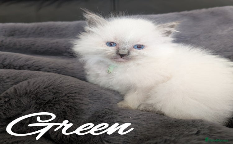 Ragdoll cats - Advert 4