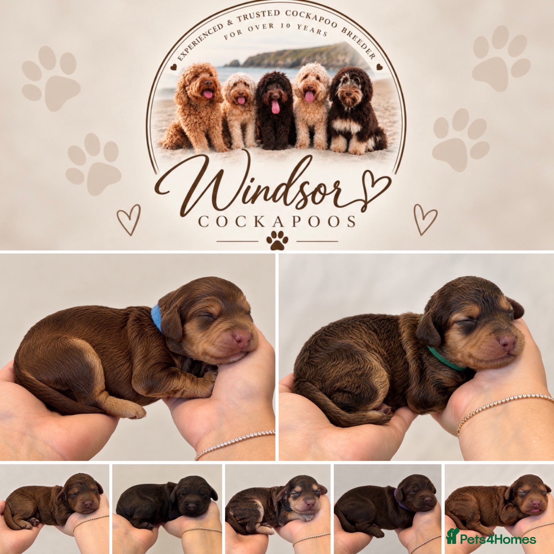 Cockapoo dogs Extensively DNA Tested Cockapoo Puppies 🧬 - Advert 1