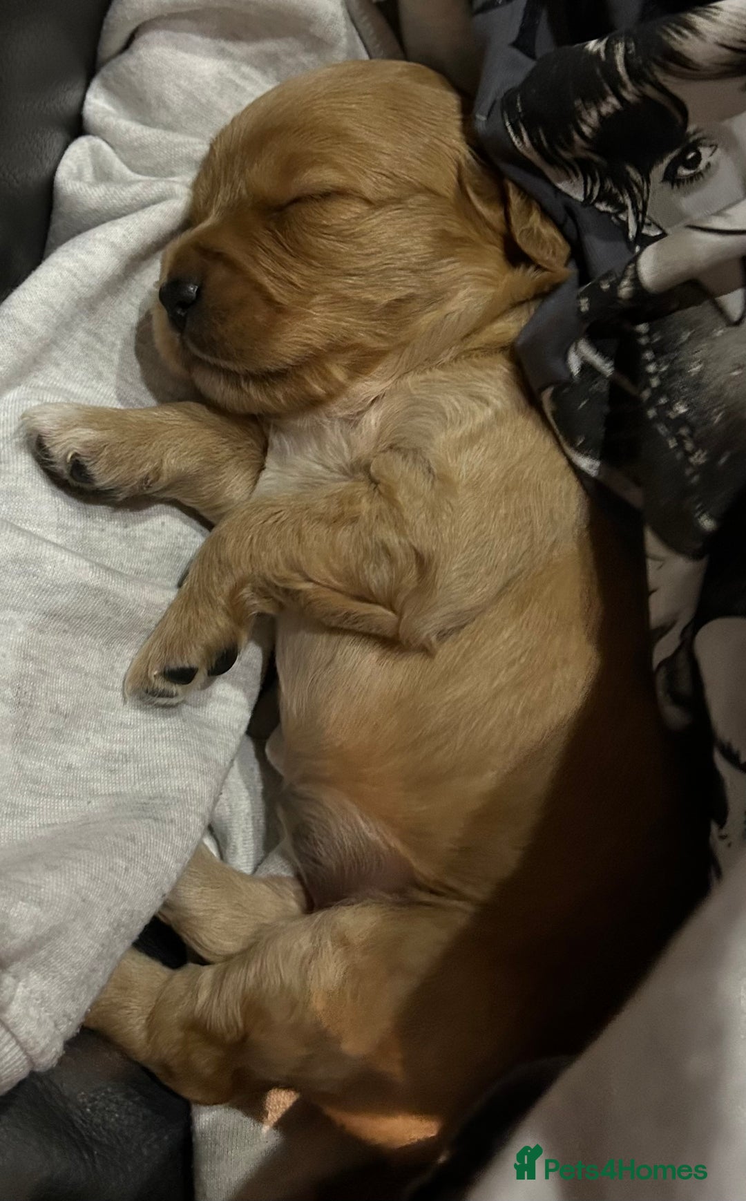 Cockapoo dogs for sale: Cockapoo puppies ginger/golden - Advert 4