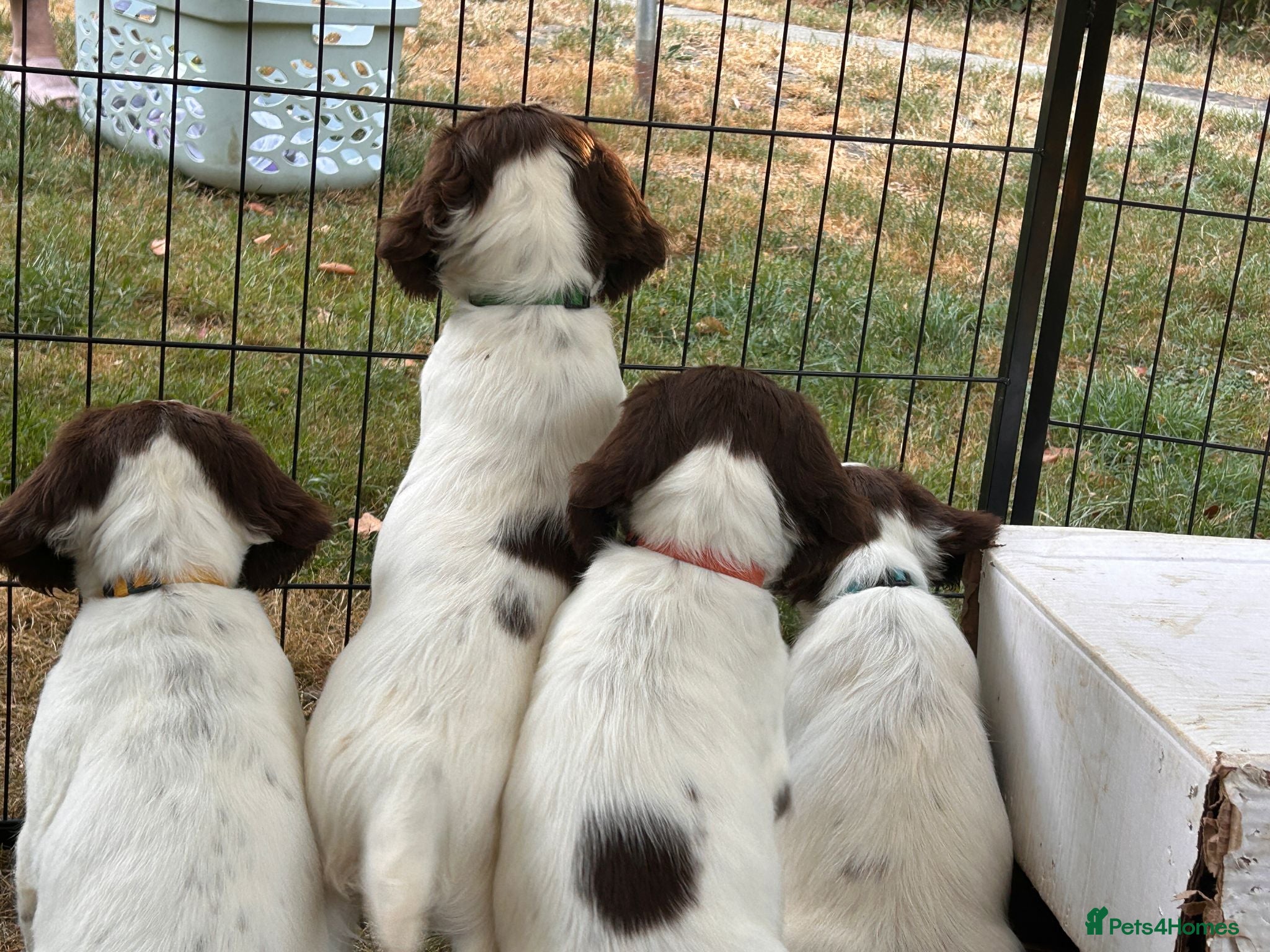 English Springer Spaniel dogs Top Tier Working Spaniels - Advert 2