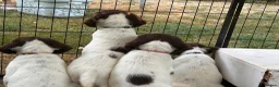 English Springer Spaniel dogs for sale: Top Tier Working Spaniels in Aldershot - Advert 2