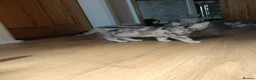British Shorthair cats for sale: Lovely kittens  - Advert 16