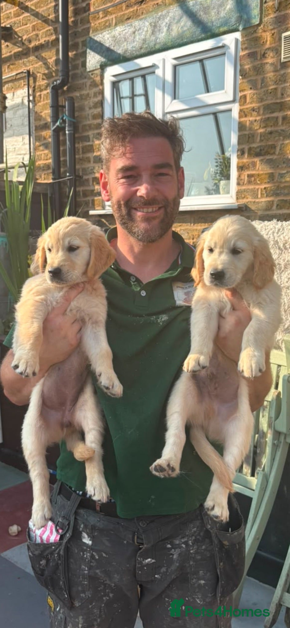 Golden Retriever dogs KC registered golden retriever puppies ready now. - Advert 1