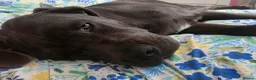 Cane Corso dogs for sale: Cane Corso - Advert 8