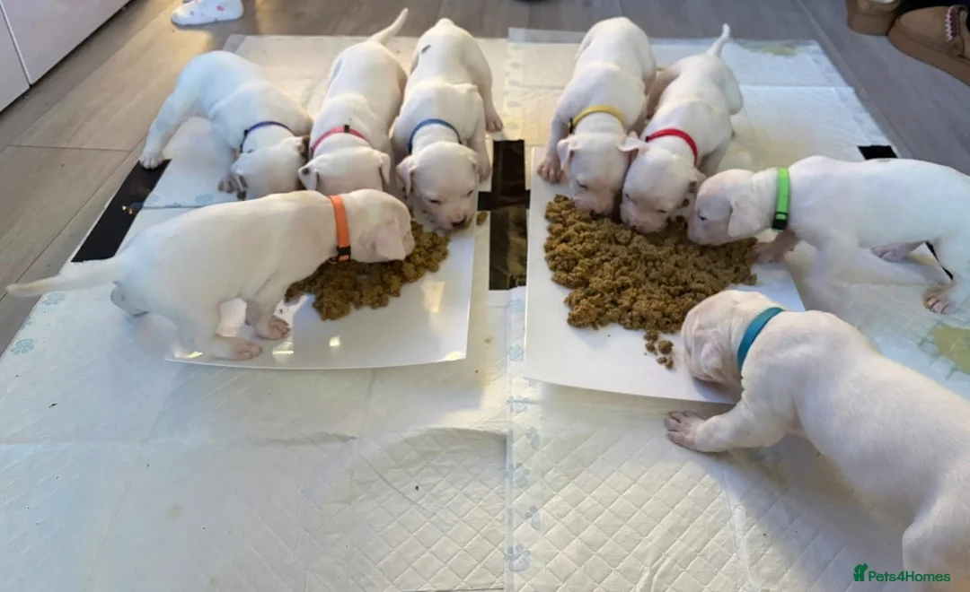 American Bulldog dogs for sale: American bulldog puppies  - Advert 4