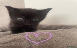 British Shorthair cats for sale: Grey and black tabby kittens 🌻 - Image 8