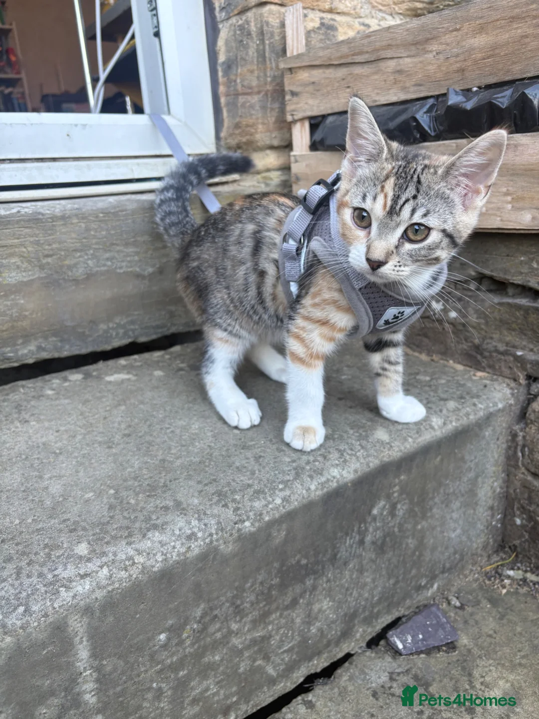 Mixed Breed cats for sale: Two female kittens (4months) - Advert 2